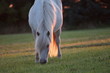 Schimmel im Abendlicht