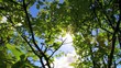 Vídeo: Sunlight through leaves during summer day Sunlight through leaves during summer day
