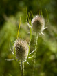 Dry two grasses  on the sunny day