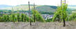 Weinberg bei Mülheim an der Mosel