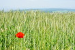 Photo: Mohnblume im Kornfeld Mohnblume im Kornfeld