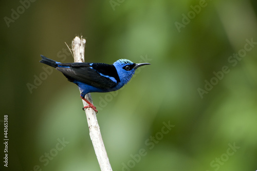 Photo: Red-legged Honeycreeper Red-legged Honeycreeper