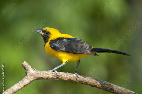 Photo: Yellow-backed Oriole Yellow-backed Oriole