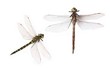 Dragonflies