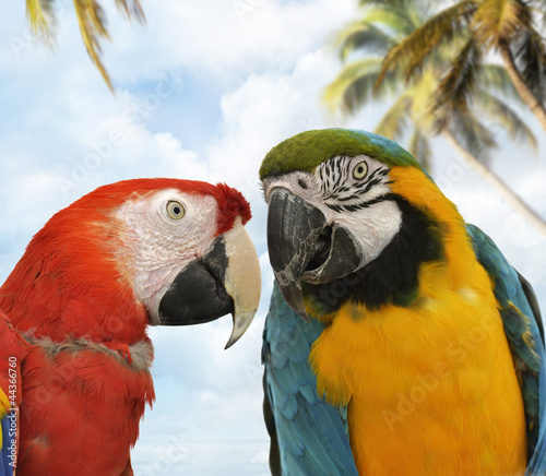 Photo: Parrots Parrots