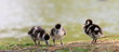 Nilgans-8303b1