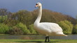 Schwan-8506b1