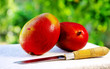 Two mangoes fruits and knife.