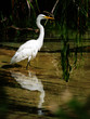 Water Bird