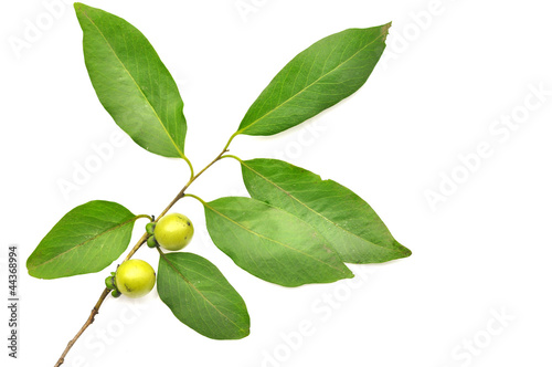 Photo: ebony fruit ebony fruit