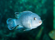 Photo: fish in aquarium fish in aquarium