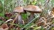 Video: Fungus Fungus
