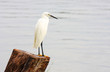 little egret