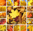 Autumn collage