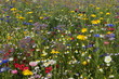 perfekte Blumenwiese grob getupft Hintergrund
