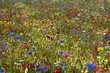 perfekte Blumenwiese fein getupft Hintergrund