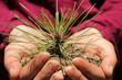 Sapling