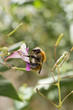 Foto: Abeille Abeille