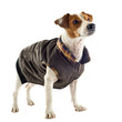 jack russel terrier