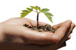 Sapling