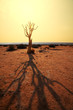 Quiver tree