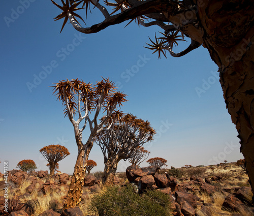 Photo: Quiver tree Quiver tree