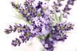 Lavendel