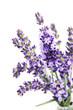 Lavendel