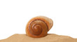 Large seashell on the sand, Studio shot