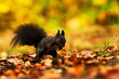 squirrel