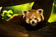 panda red