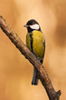 Chickadee