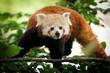 panda red
