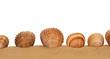 Large seashells on the sand, Studio shot
