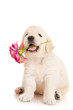 Golden retriever puppy with flower