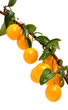 Foto: Cherry plum twig Cherry plum twig