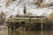 Graureiher (Ardea cinerea) auf einem Bootssteg