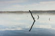 Spiegelnder Baum im Dieksee