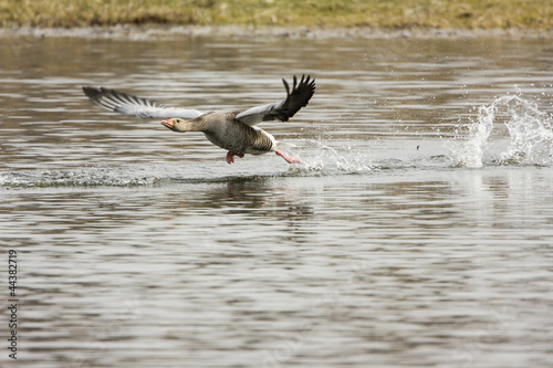 Photo: Graugans (Anser anser) im Abflug Graugans (Anser anser) im Abflug