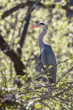 Graureiher (Ardea cinerea)