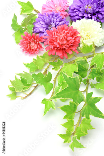 Photo: aster and ivy aster and ivy