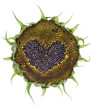 Sunflower heart