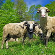 Rams in a summer landscape