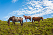 Portrait of three fierce quarter horses