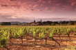 Vineyard in france on sunrise