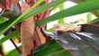 Grenouille