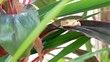 Asian frog