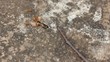 Ants attack several insects