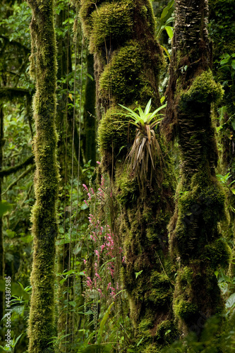 Photo: Cloud forest Cloud forest