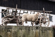 Schaf am Bauernhof